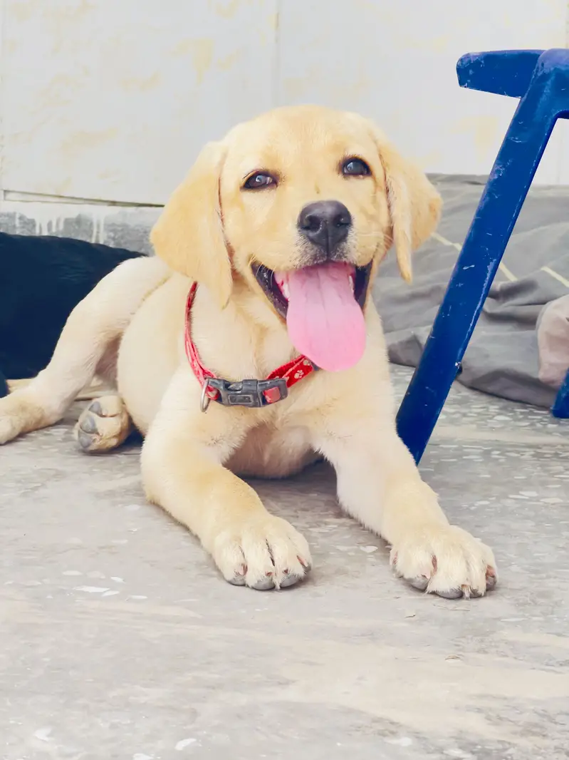 Best quality pup available very healthy and active contact 03170099167 — photo 4