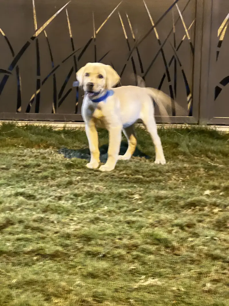 Best quality pup available very healthy and active contact 03170099167 — photo 5