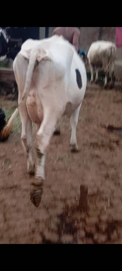 faresion / jersey sahiwal cross cow/cholistani cow/heifers /گاے