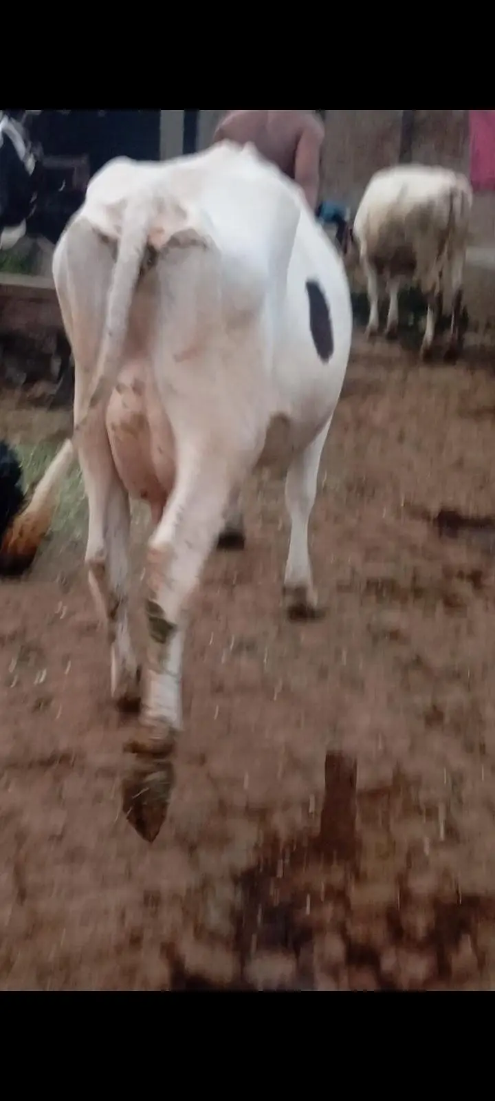 faresion / jersey sahiwal cross cow/cholistani cow/heifers /گاے