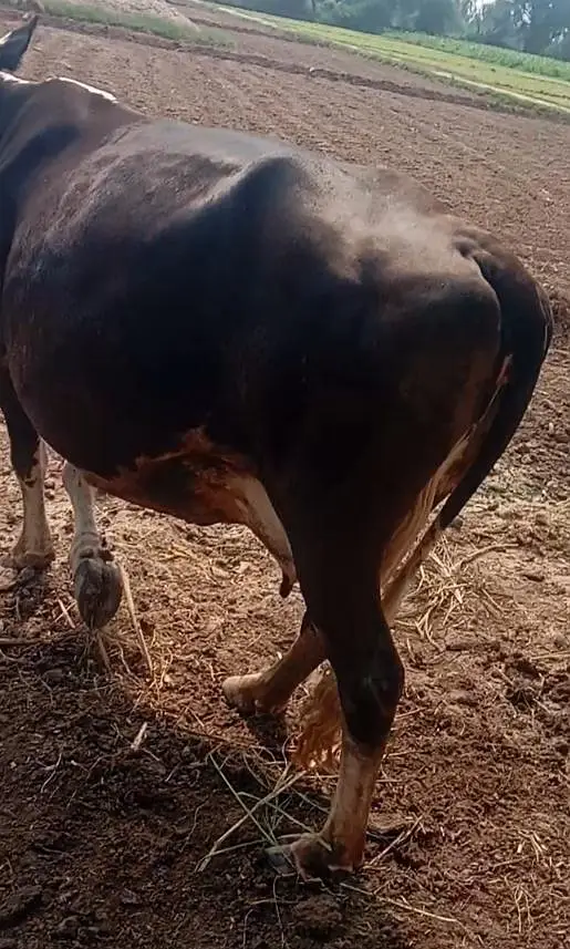 faresion / jersey sahiwal cross cow/cholistani cow/heifers /گاے — photo 2