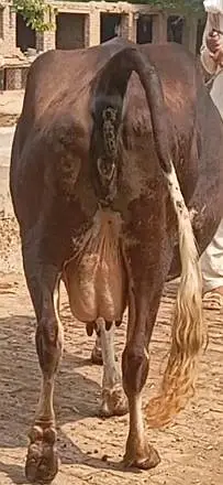 faresion / jersey sahiwal cross cow/cholistani cow/heifers /گاے — photo 3