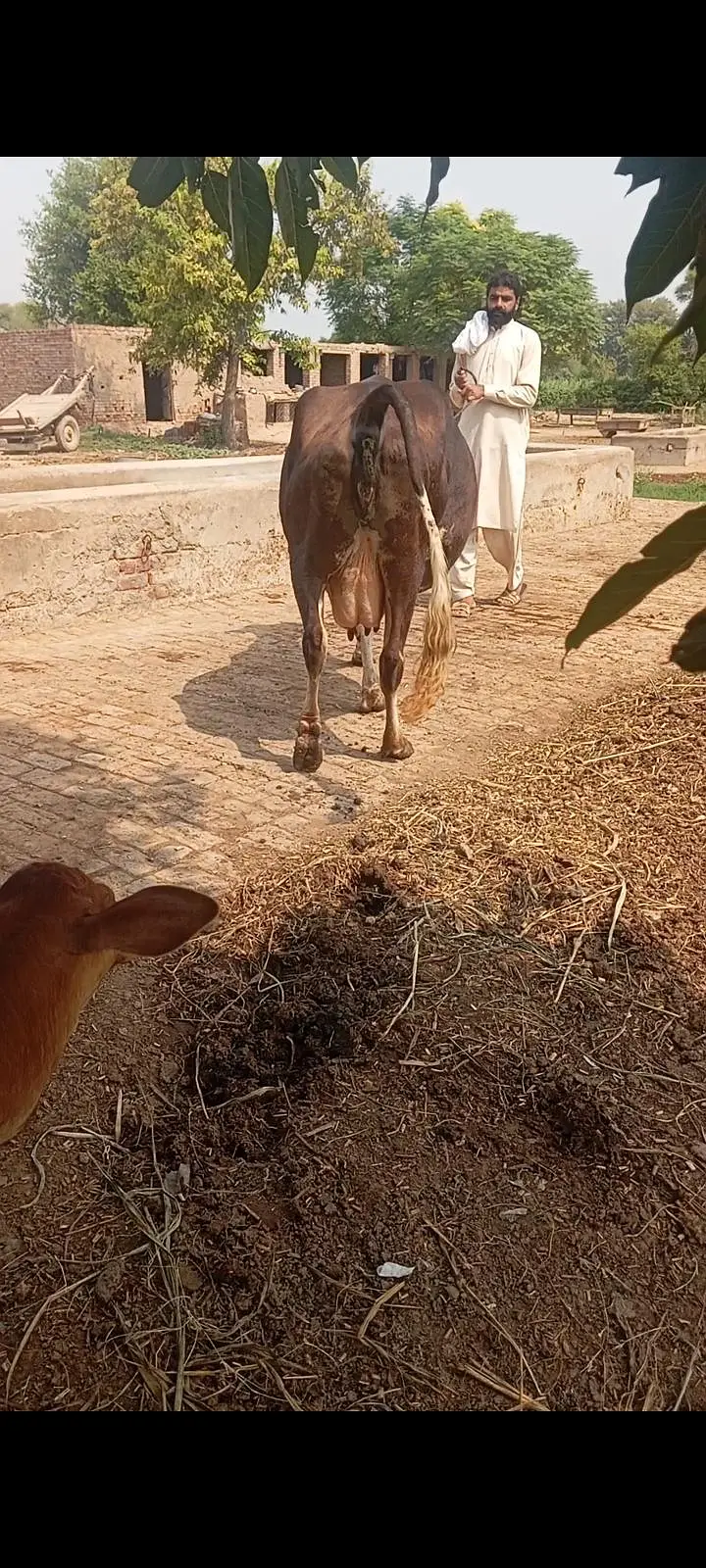 faresion / jersey sahiwal cross cow/cholistani cow/heifers /گاے — photo 4