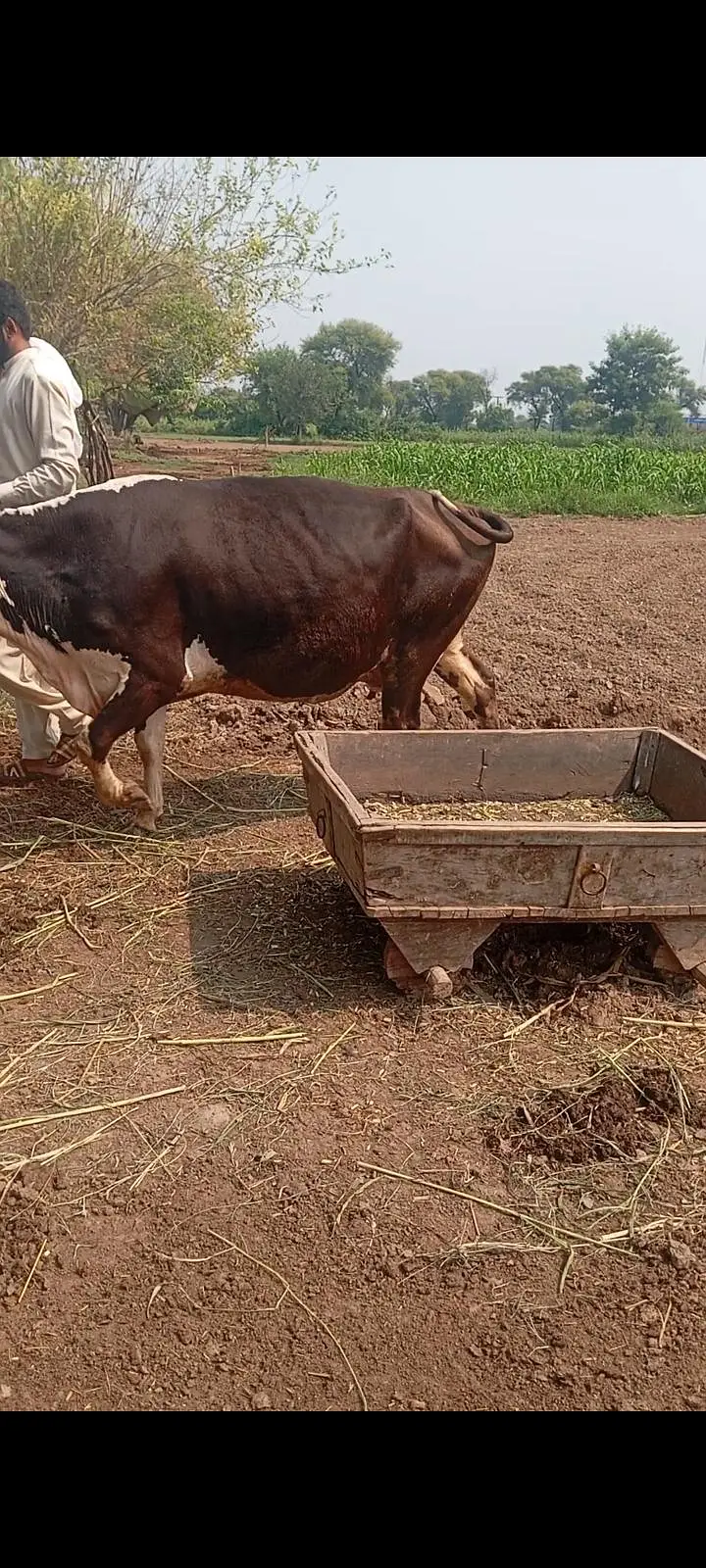 faresion / jersey sahiwal cross cow/cholistani cow/heifers /گاے — photo 5