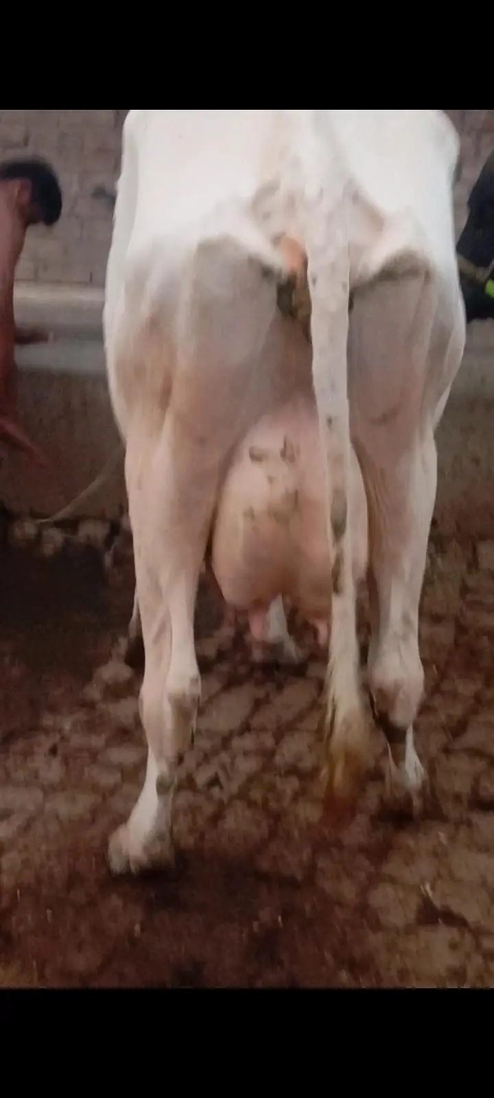 faresion / jersey sahiwal cross cow/cholistani cow/heifers /گاے — photo 6
