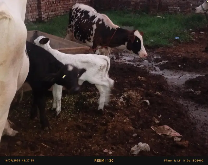 faresion / jersey sahiwal cross cow/cholistani cow/heifers /گاے — photo 7