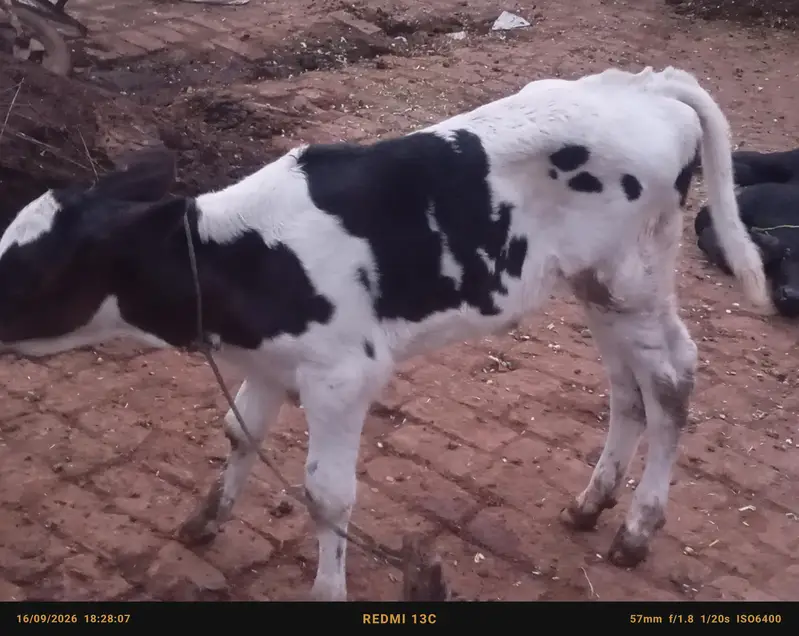 faresion / jersey sahiwal cross cow/cholistani cow/heifers /گاے — photo 8