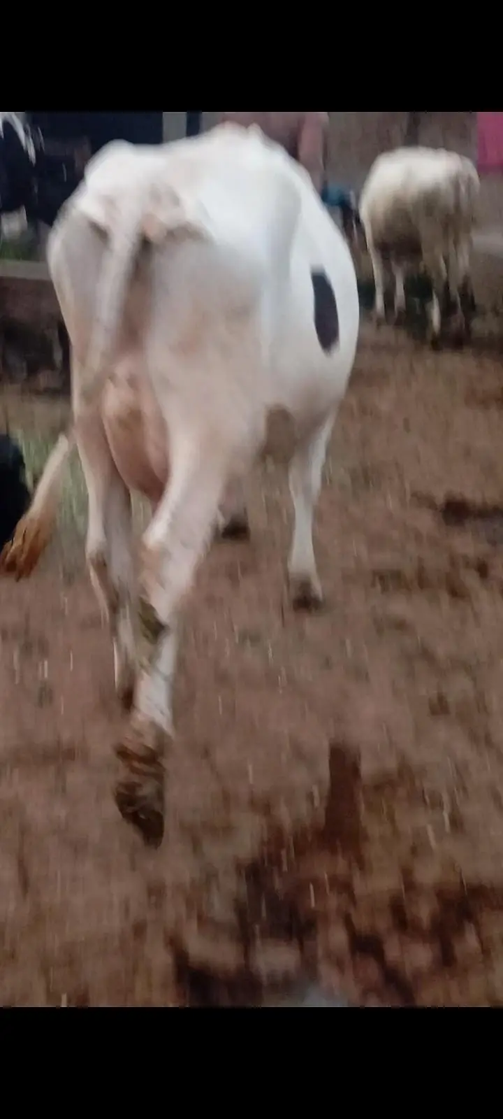 faresion / jersey sahiwal cross cow/cholistani cow/heifers /گاے — photo 9