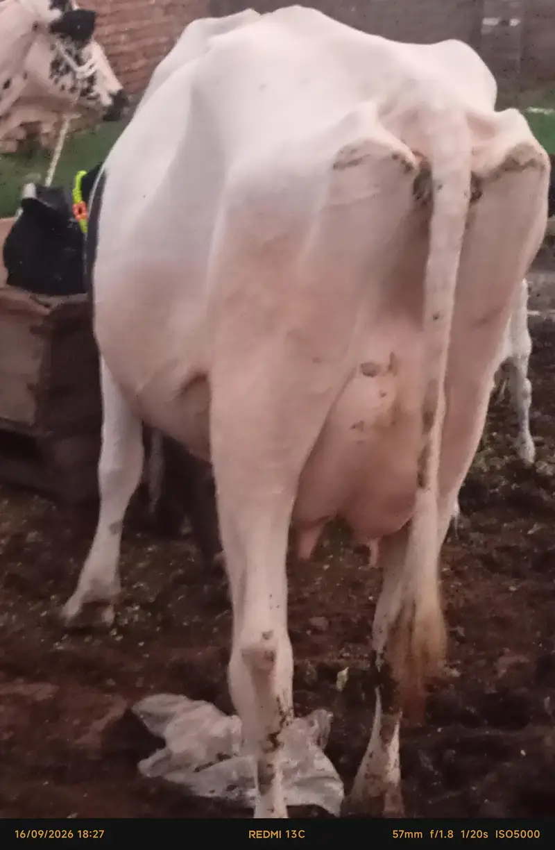 faresion / jersey sahiwal cross cow/cholistani cow/heifers /گاے — photo 10