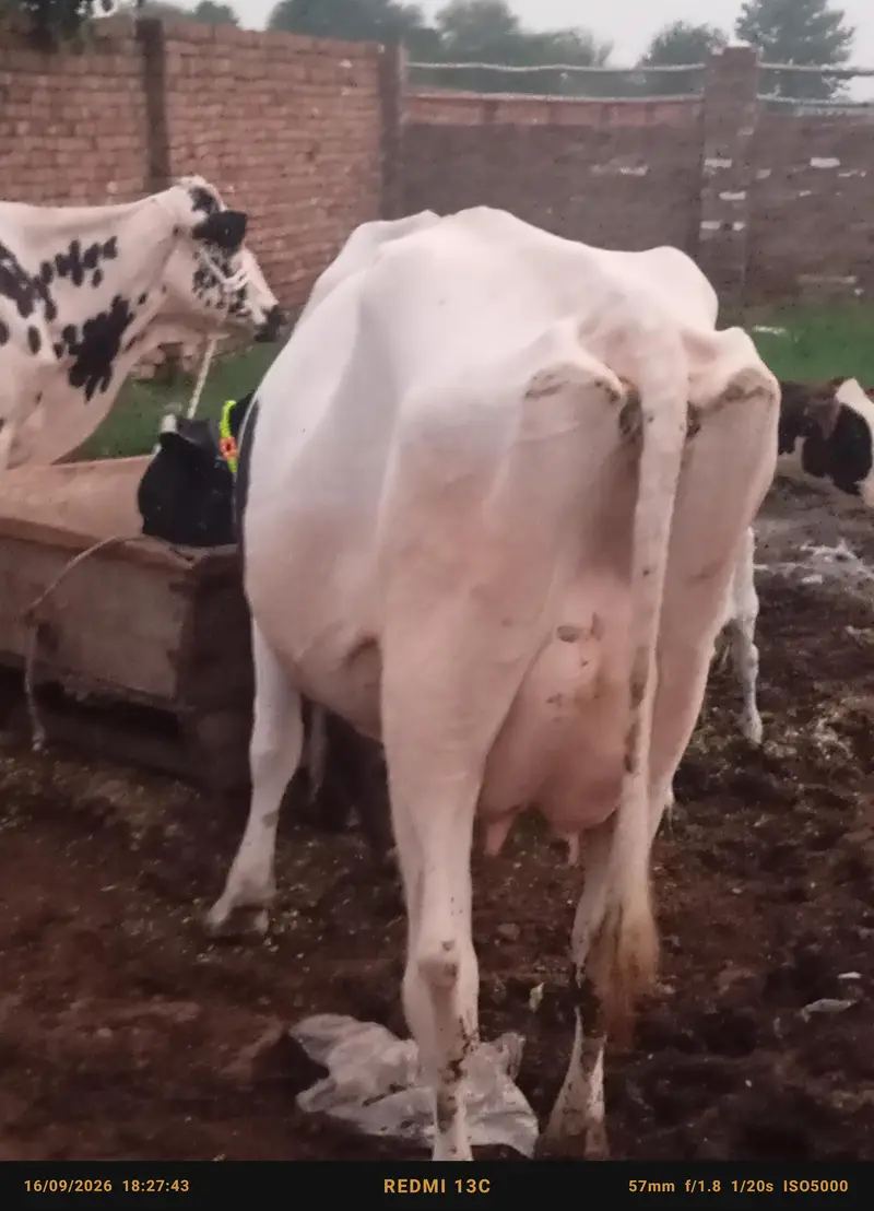 faresion / jersey sahiwal cross cow/cholistani cow/heifers /گاے — photo 11