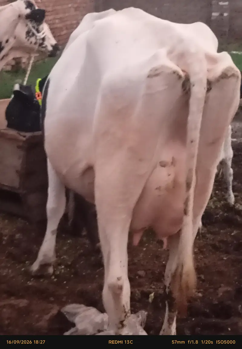 faresion / jersey sahiwal cross cow/cholistani cow/heifers /گاے — photo 12