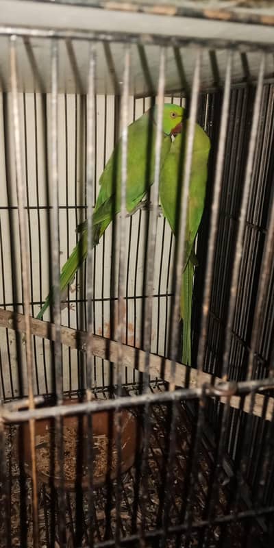 breeder pair