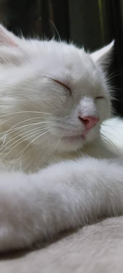 cat for sale