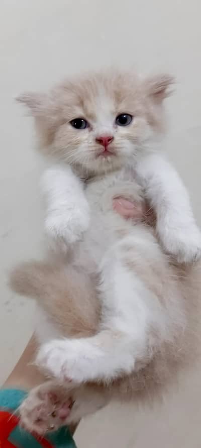 Cute & Healthy Kittens Available for Sale