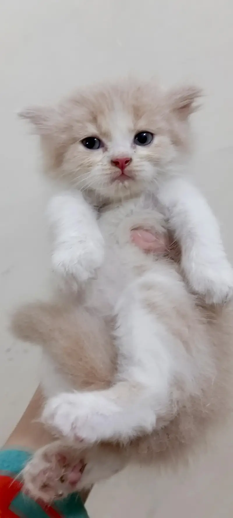 Cute & Healthy Kittens Available for Sale