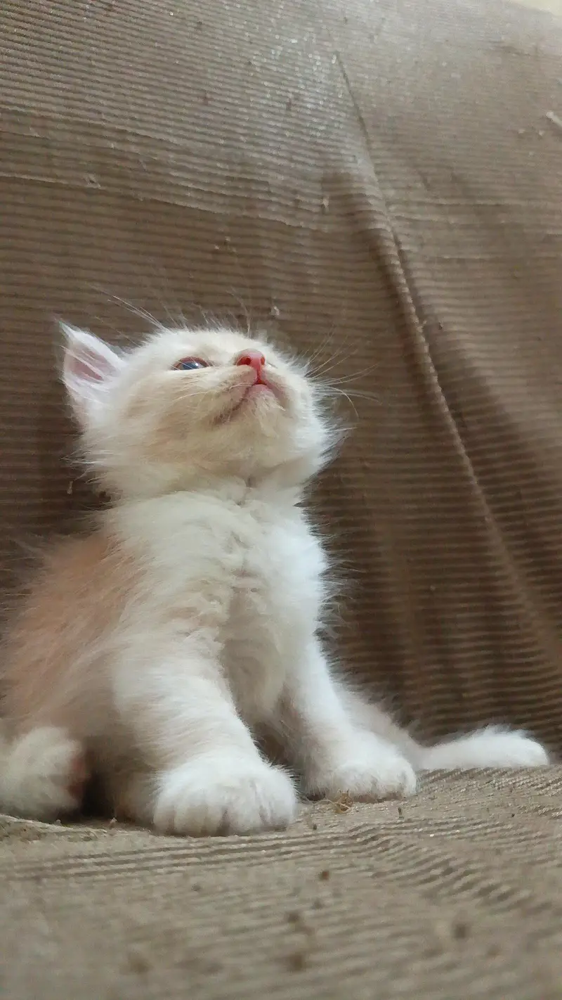 Cute & Healthy Kittens Available for Sale — photo 3