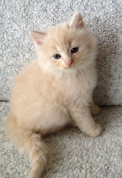 Cute & Healthy Kittens Available for Sale — photo 5