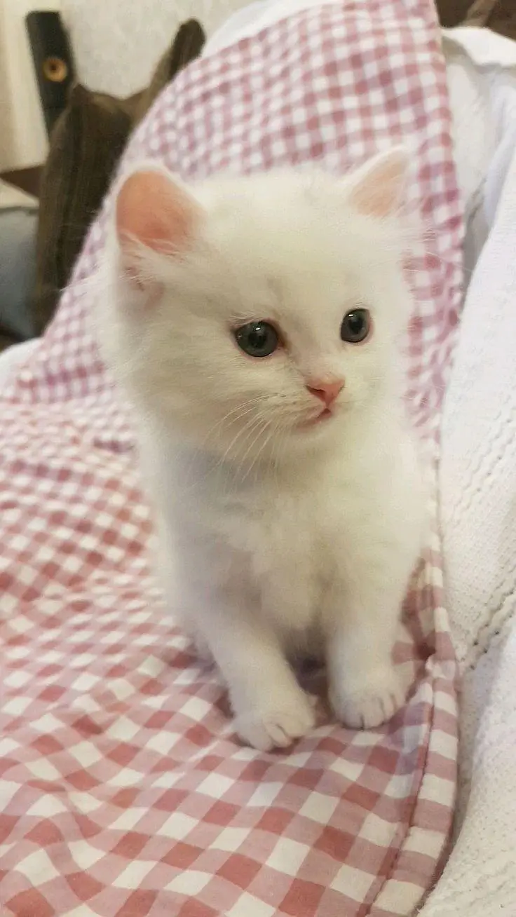 Cute & Healthy Kittens Available for Sale — photo 7