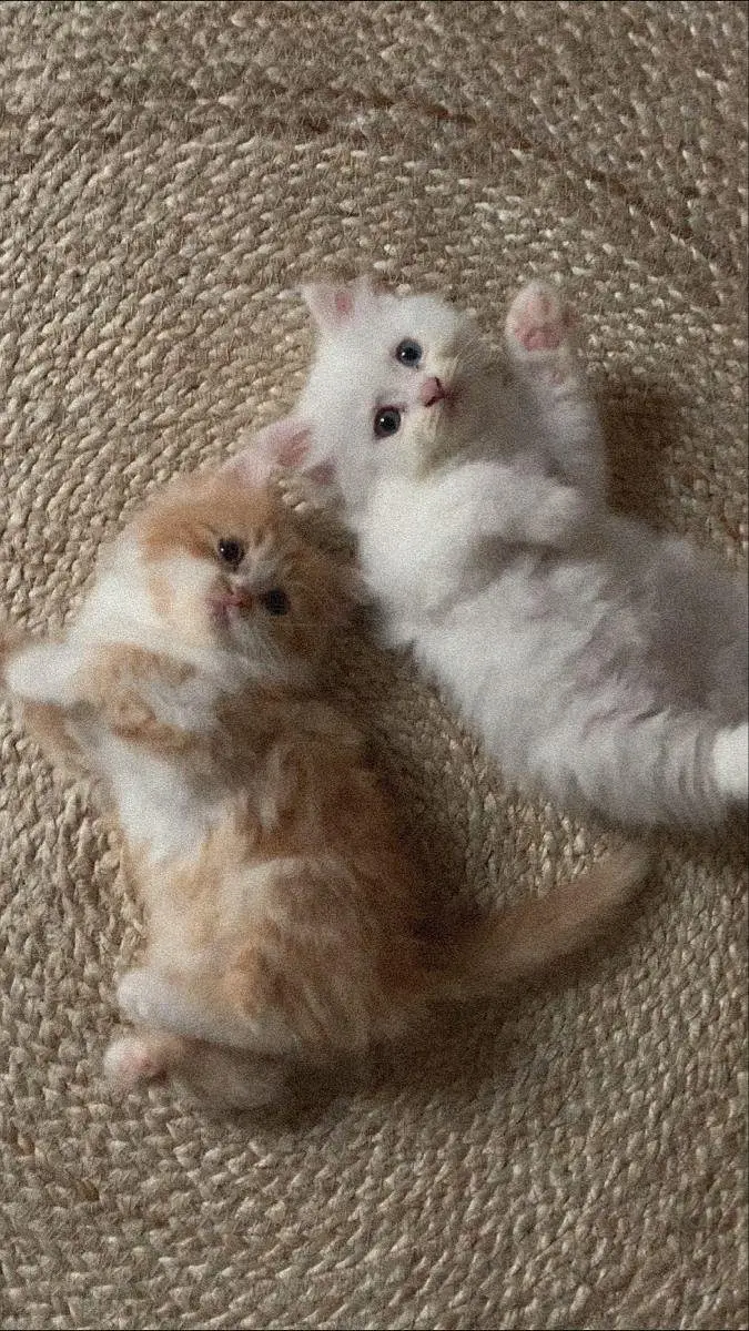 Cute & Healthy Kittens Available for Sale — photo 8