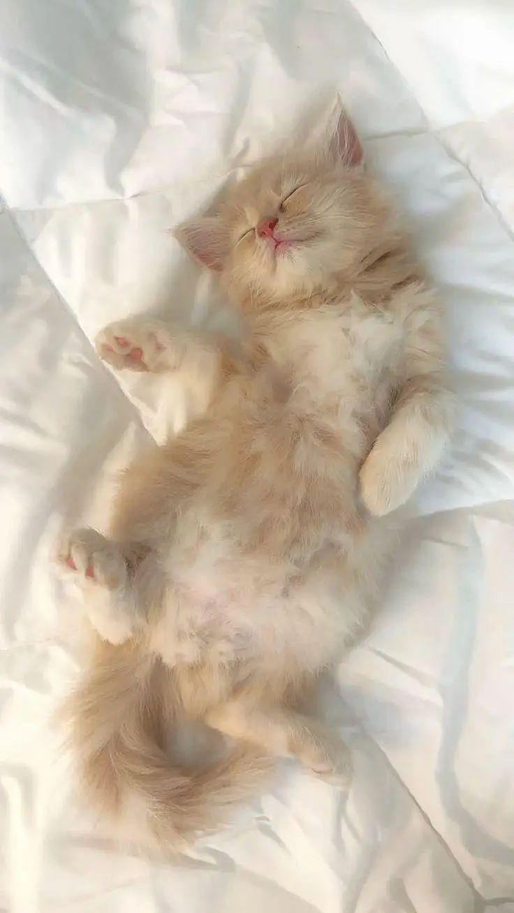 Cute & Healthy Kittens Available for Sale — photo 9