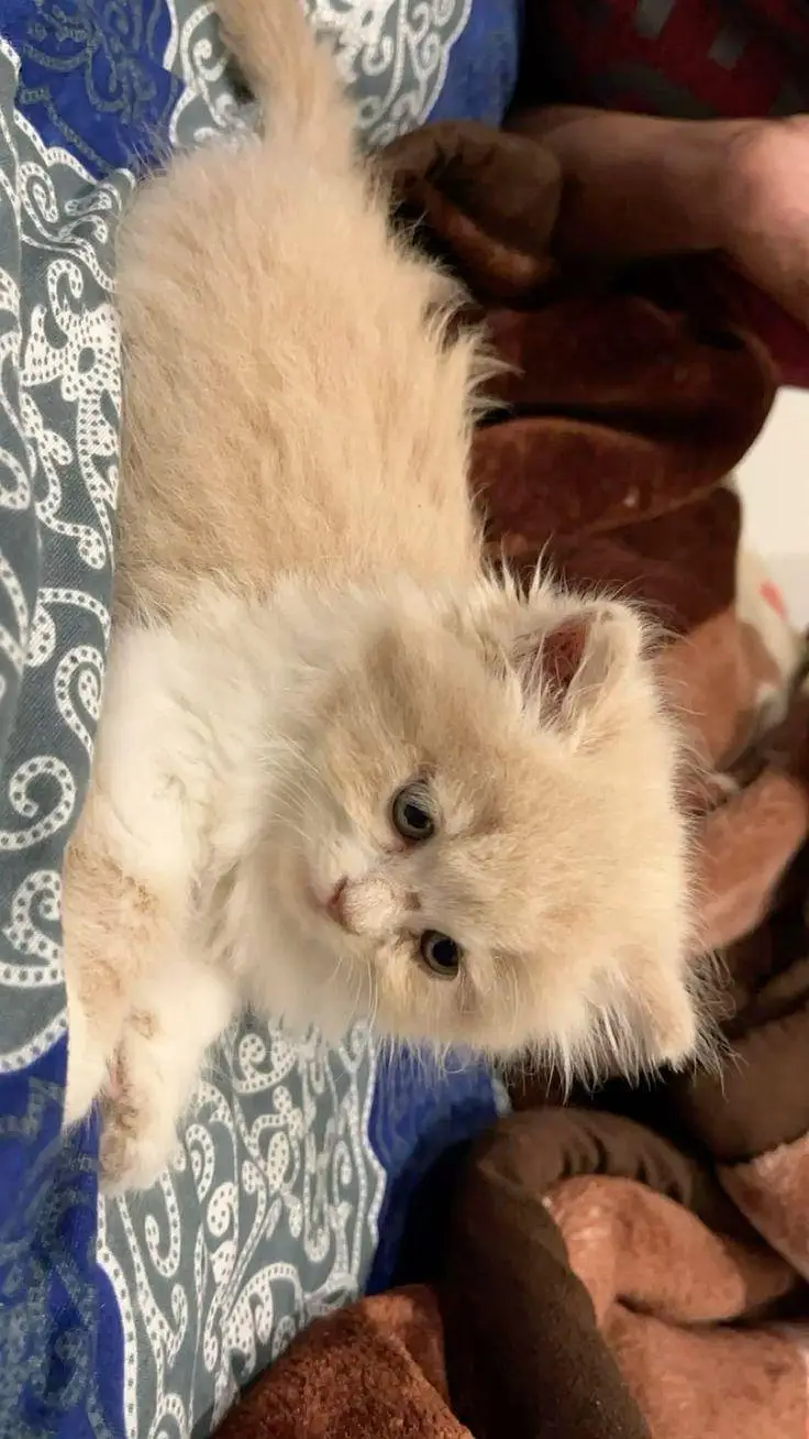 Cute & Healthy Kittens Available for Sale — photo 10