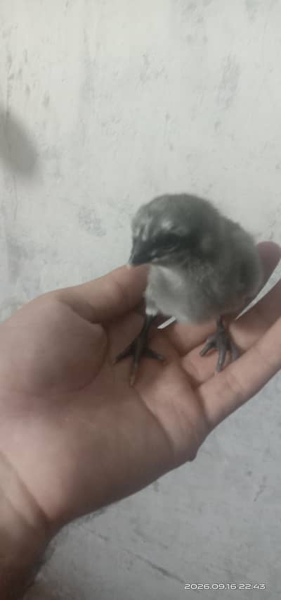 Blue Dragon chicks