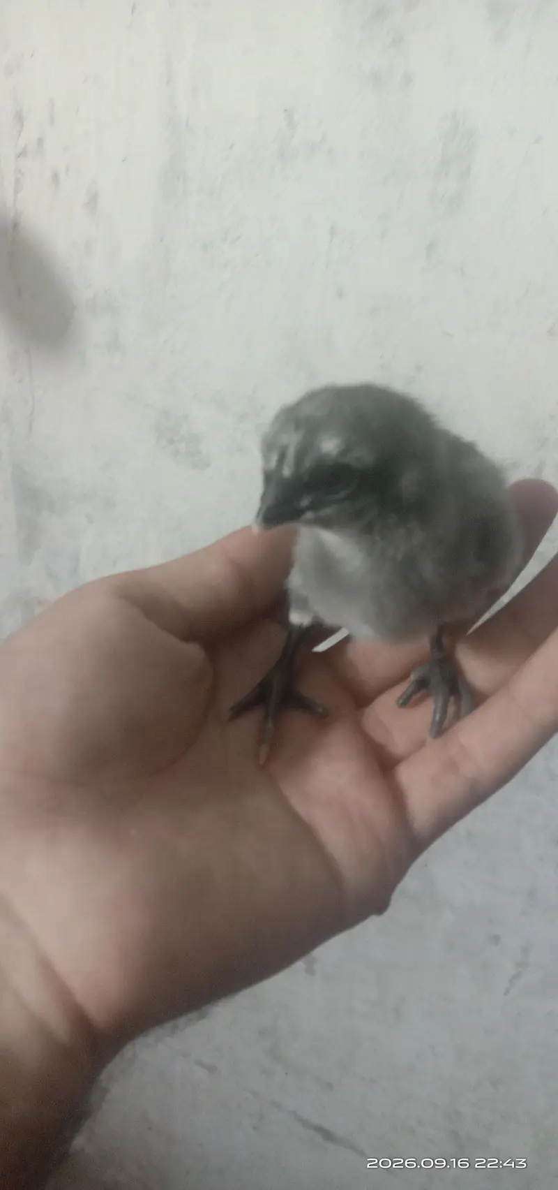 Blue Dragon chicks