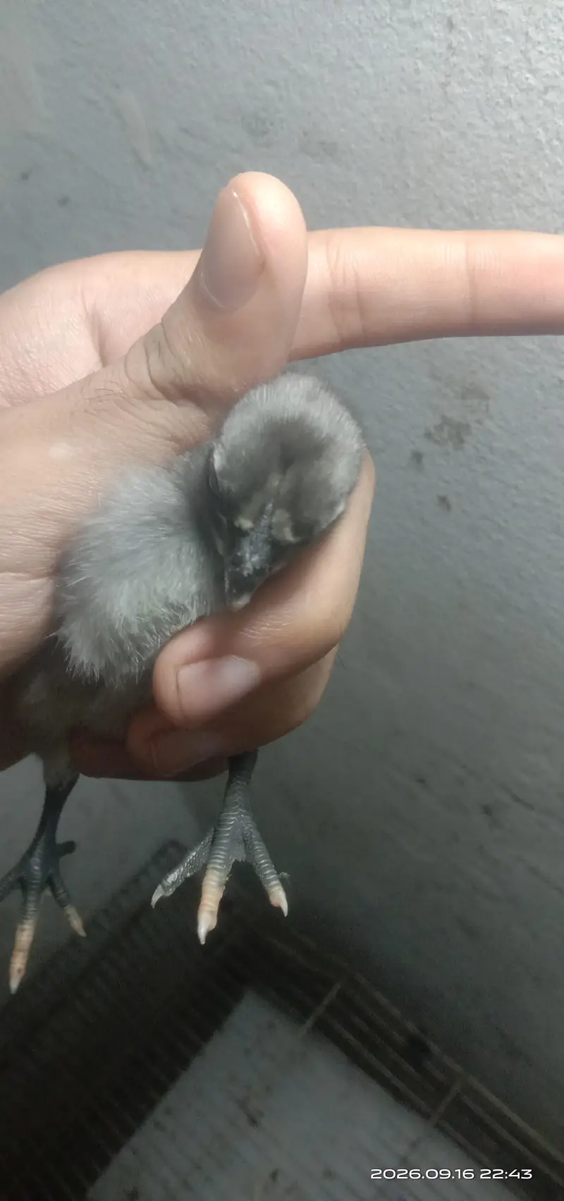 Blue Dragon chicks — photo 2