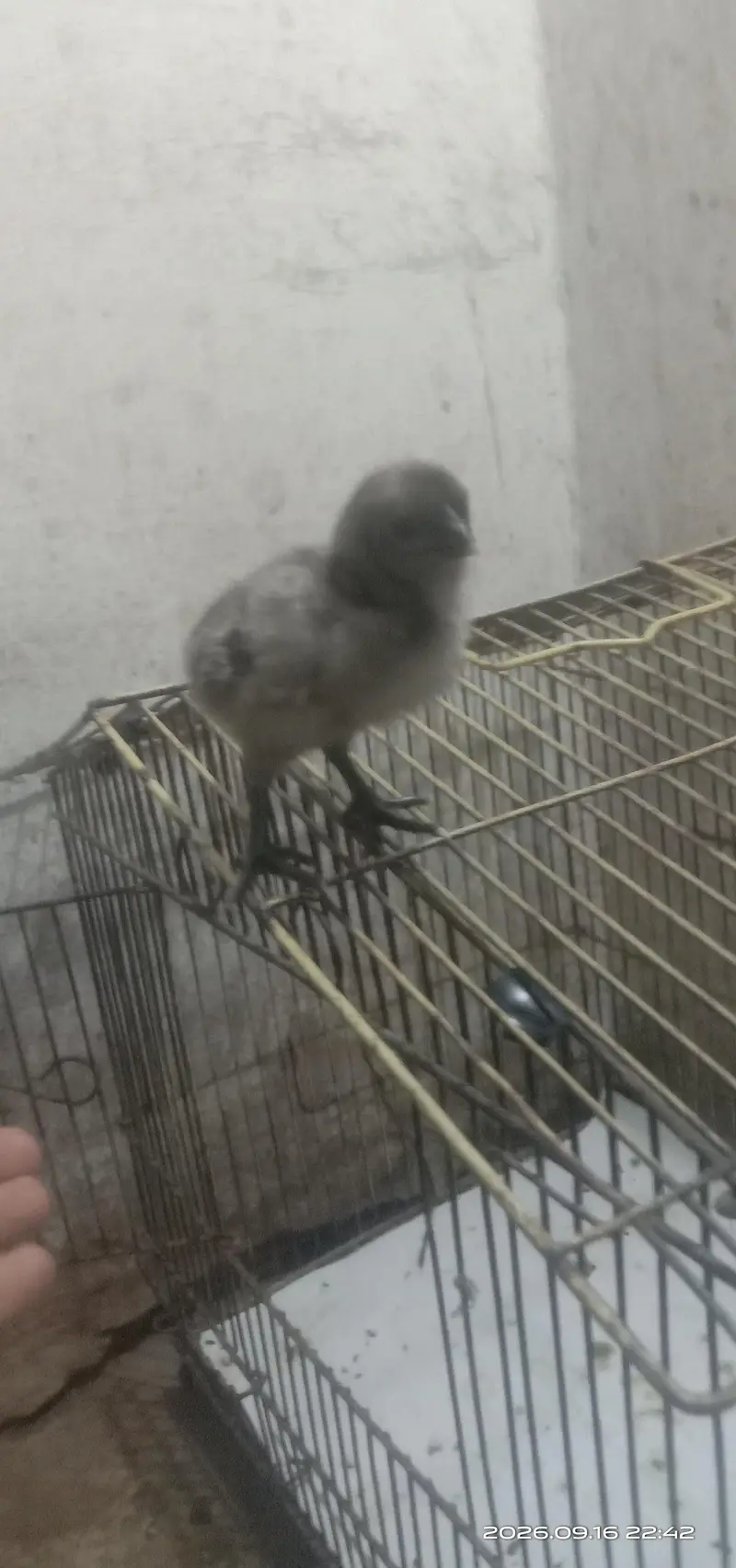 Blue Dragon chicks — photo 3