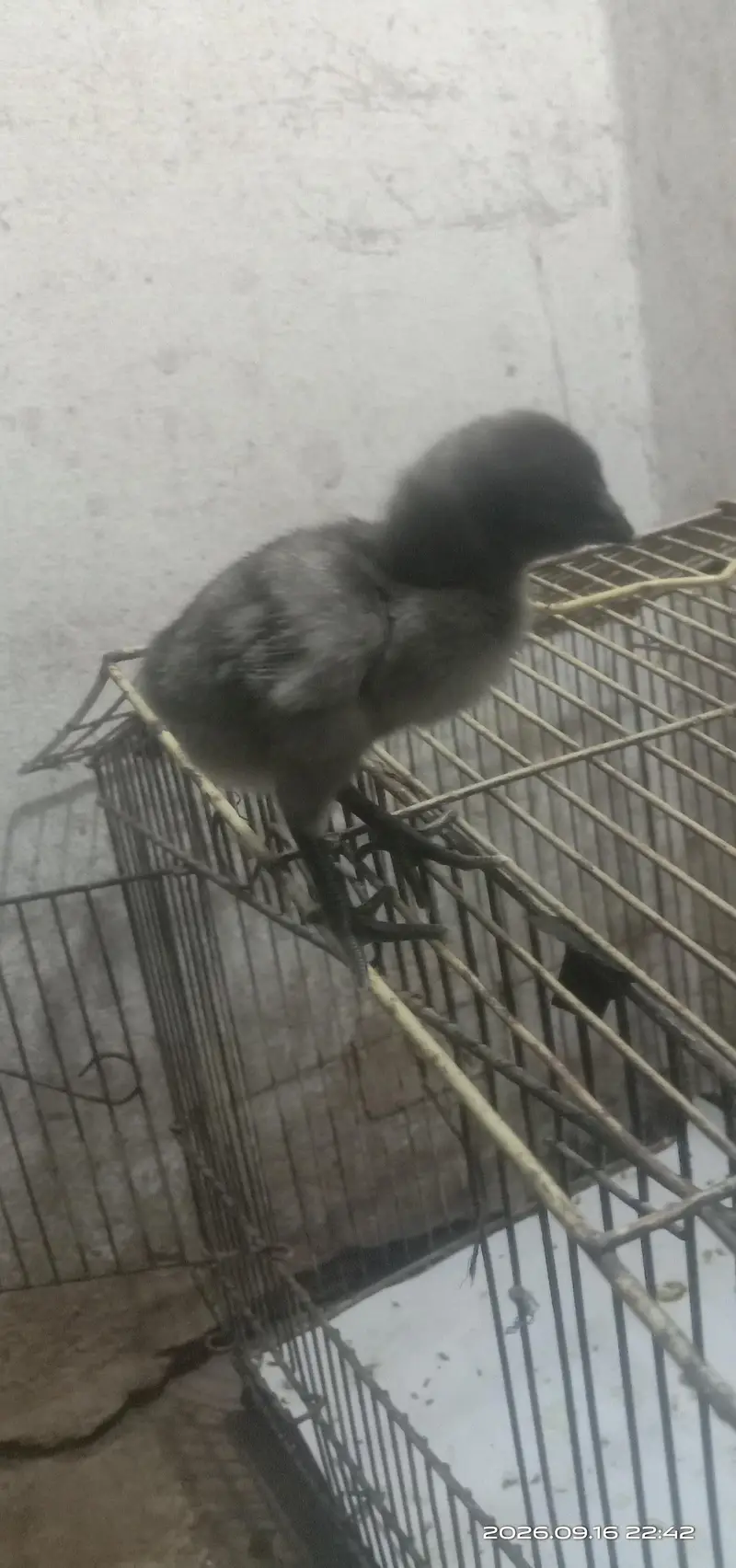 Blue Dragon chicks — photo 4