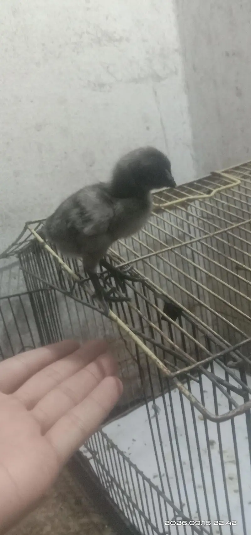 Blue Dragon chicks — photo 5