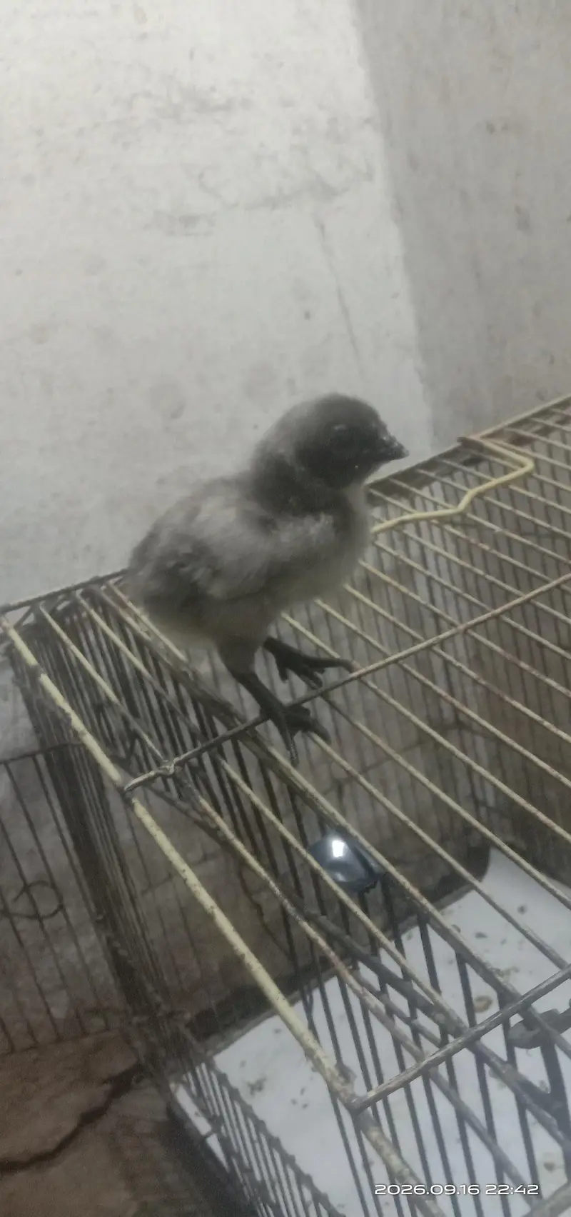 Blue Dragon chicks — photo 6