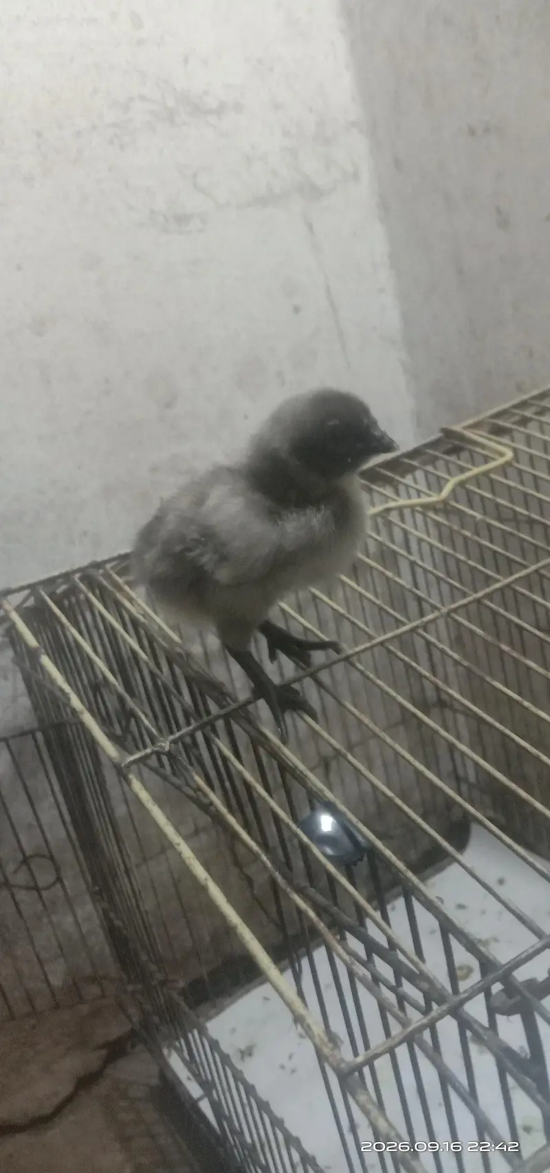 Blue Dragon chicks — photo 7