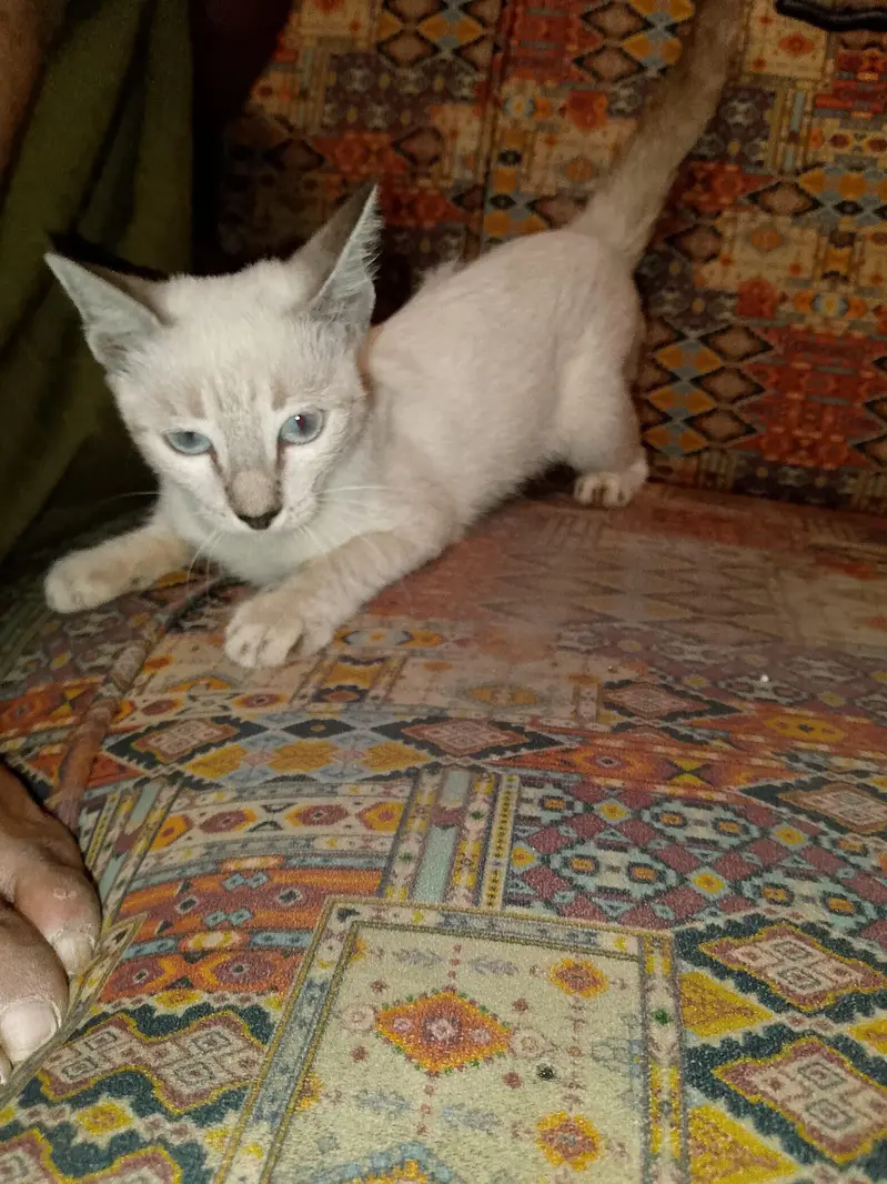 Siamese cat vaccinated
