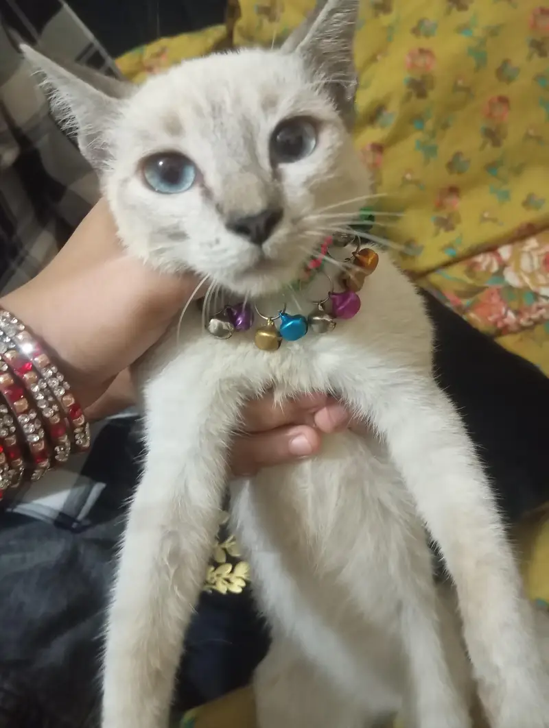 Siamese cat vaccinated — photo 2