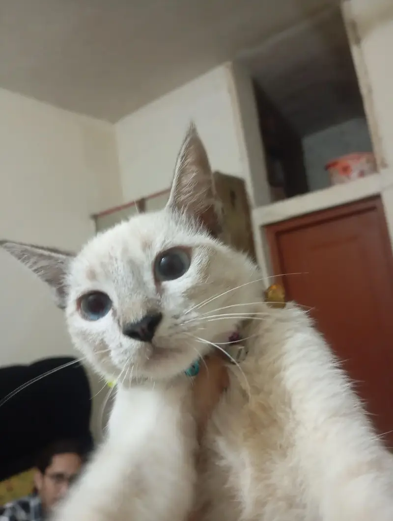 Siamese cat vaccinated — photo 3