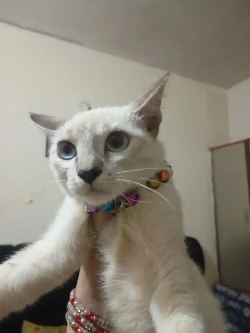 Siamese cat vaccinated — photo 4