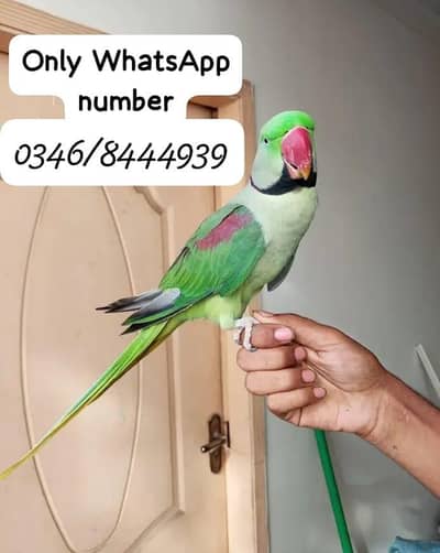 Raw  mail for sale 2 sal tasveer ke upar number hai rabta kar lo