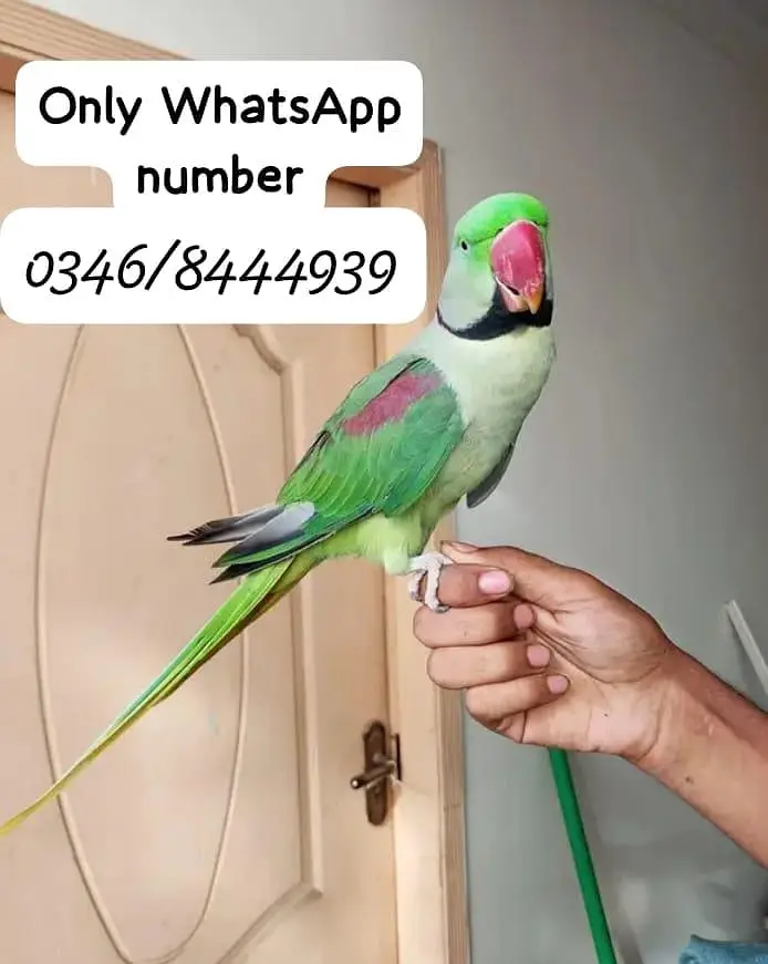 Raw  mail for sale 2 sal tasveer ke upar number hai rabta kar lo
