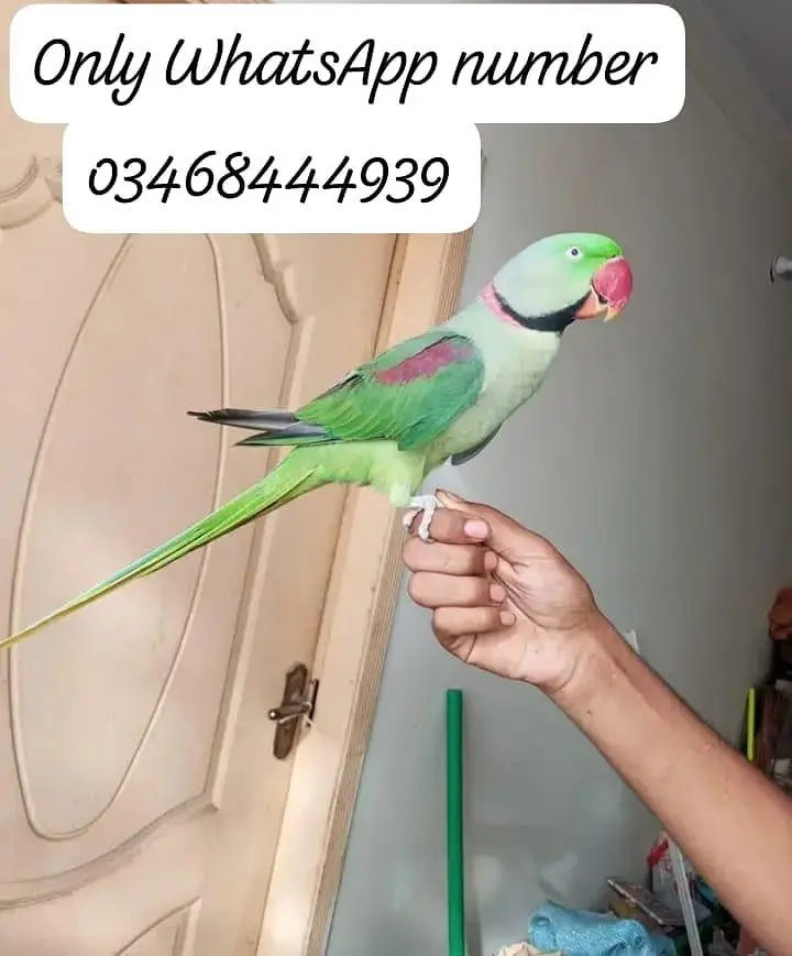 Raw  mail for sale 2 sal tasveer ke upar number hai rabta kar lo — photo 2