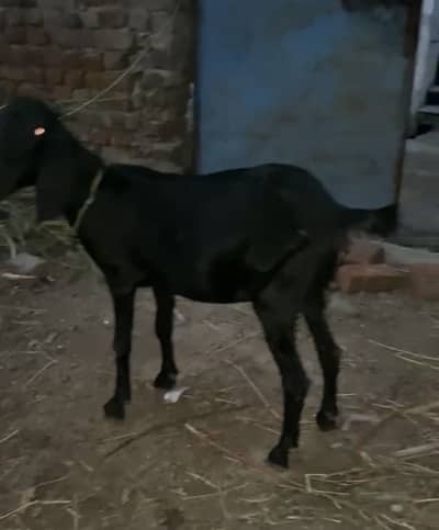 Bakri for sale muh se 4dant