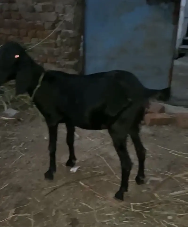 Bakri for sale muh se 4dant
