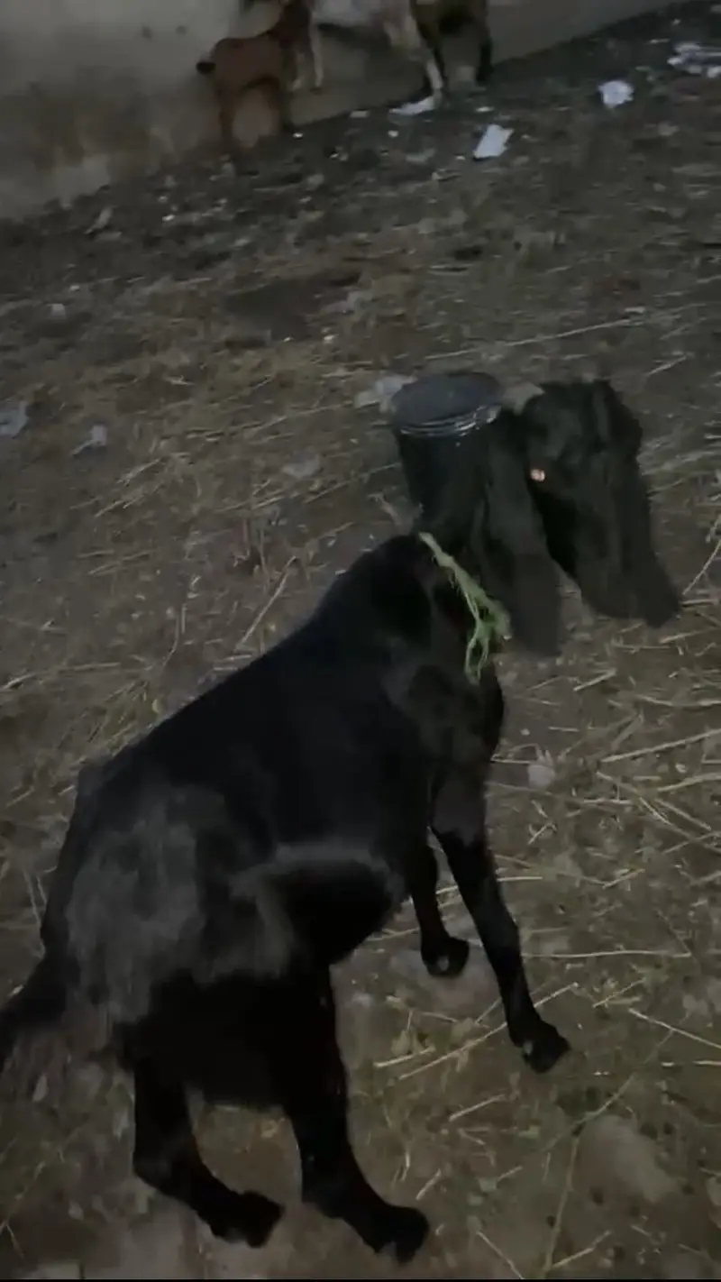 Bakri for sale muh se 4dant — photo 2