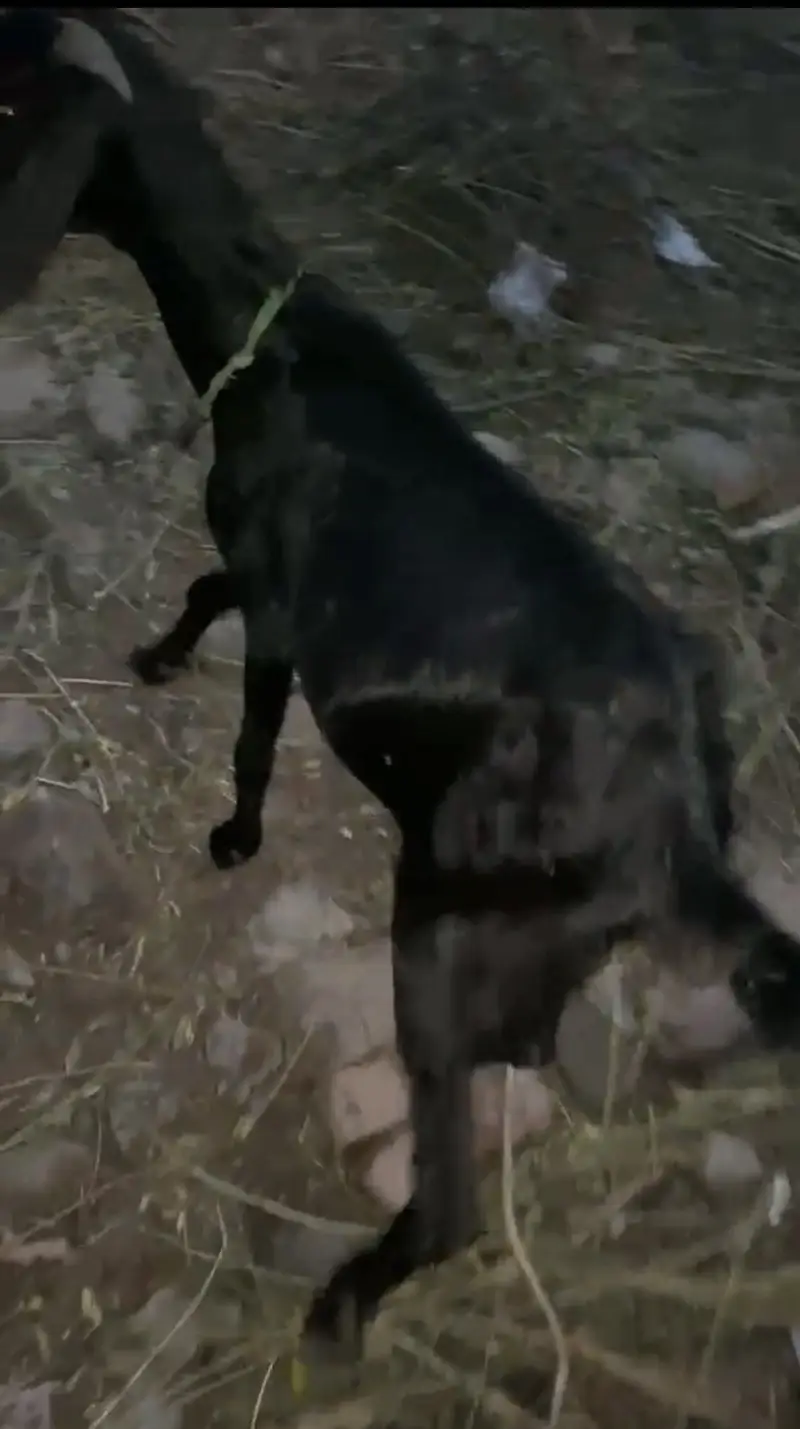Bakri for sale muh se 4dant — photo 3