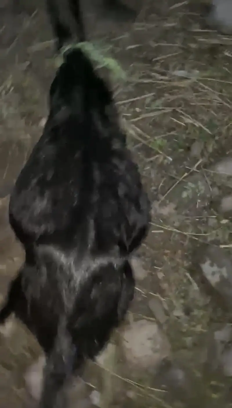 Bakri for sale muh se 4dant — photo 4