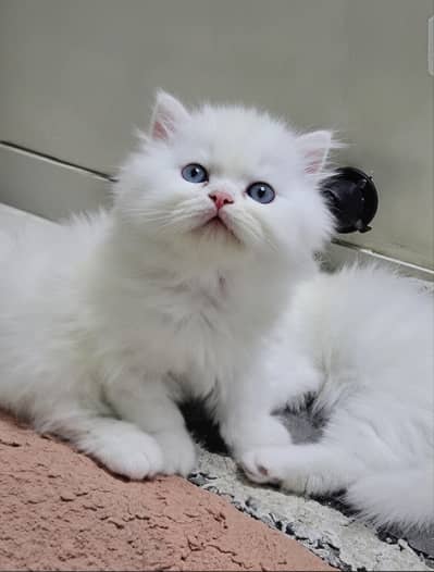 triple coat blue eyes persian cat white