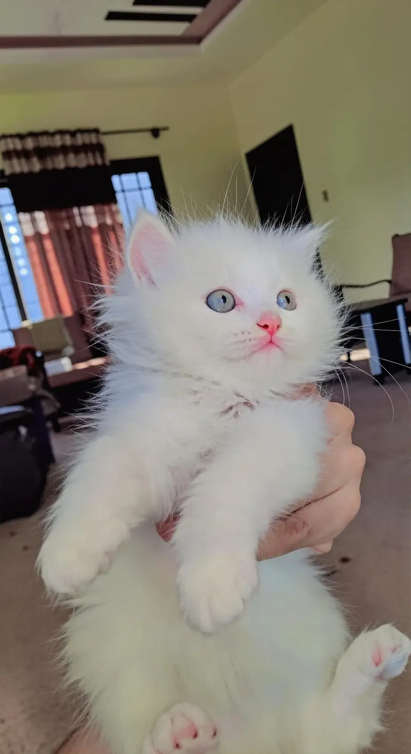 triple coat blie eyes persian cat white — photo 2