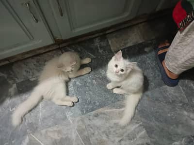 Persian cats pair Full Active All ok