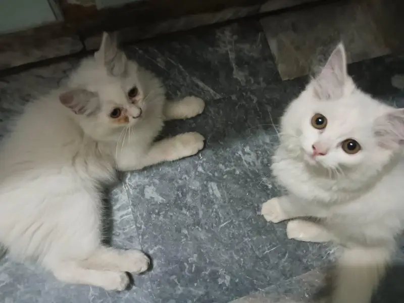 Persian cats pair Full Active All ok — photo 2