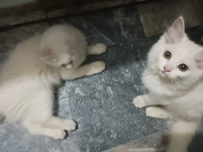 Persian cats pair Full Active All ok — photo 3